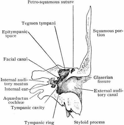 лицевой канал височной кости