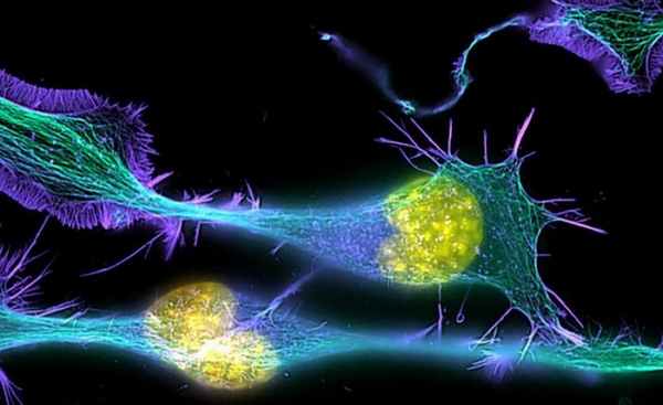 Курсы по нормальной физиологии