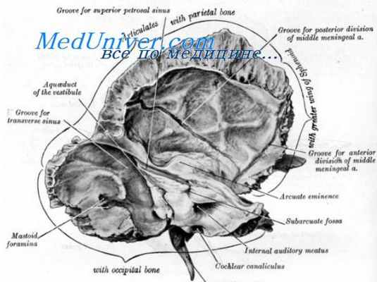 пирамида височной кости