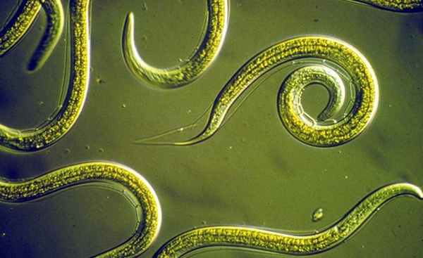 Курсы по медицинской биологии