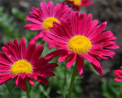 Пиретрум: Описание основных видов и выращивание