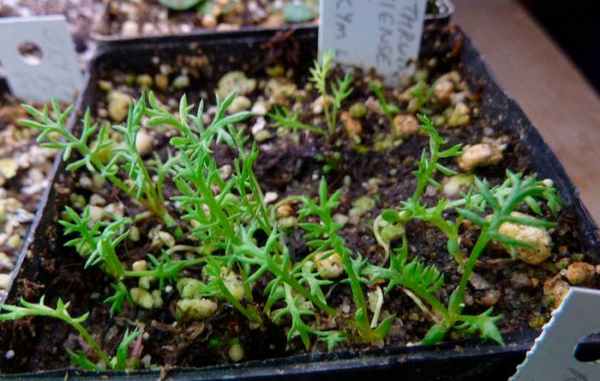 Выращивание пиретрума из семян