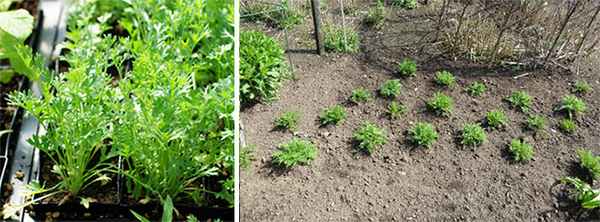 Высадка рассады пиретрума