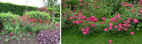 Персидская ромашка на клумбе