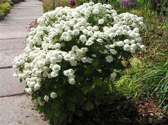 Пиретрум девичий