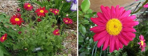 Как выглядит пиретрум