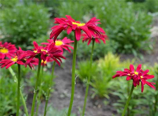 Пиретрум - персидская или кавказкая ромашка