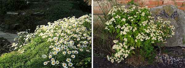 Низкорослые виды в ландшафтном дизайне