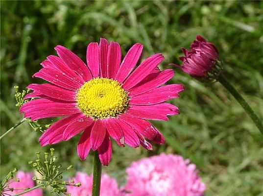 Пиретрум розовый