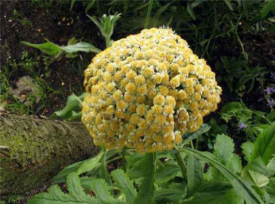 Пиретрум крупнолистный