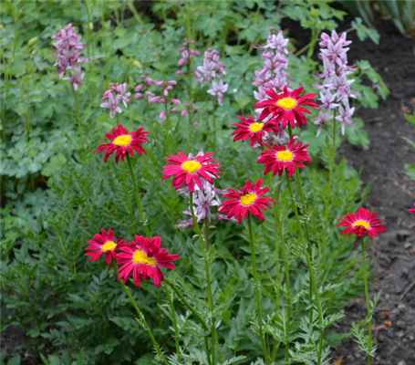 Пиретрум комедиант