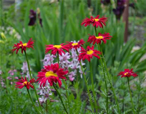 Пиретрум в сочетании с другими растениями