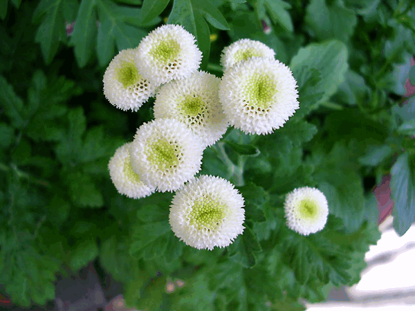 Пиретрум Девичий или Матрикария