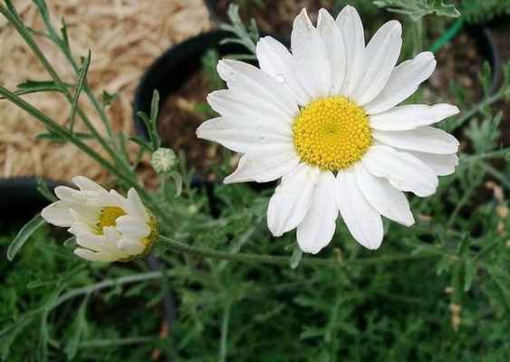 Далматская ромашка