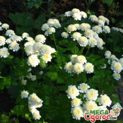 Описание Пиретрума девичьего