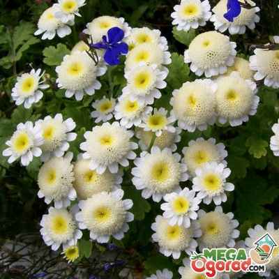 Условия выращивания и уход