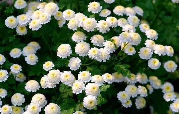 Пиретрум Девичий