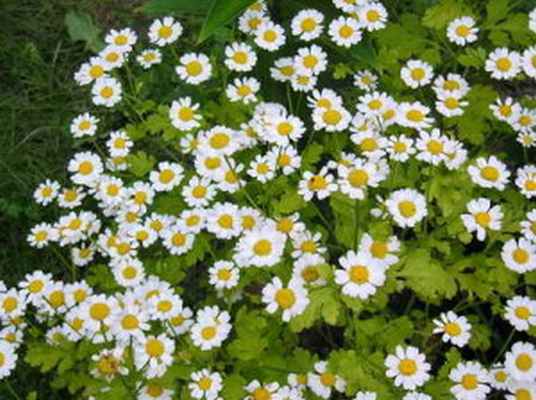 Матрикария исключительная