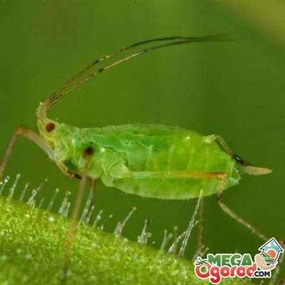  борьба и профилактика