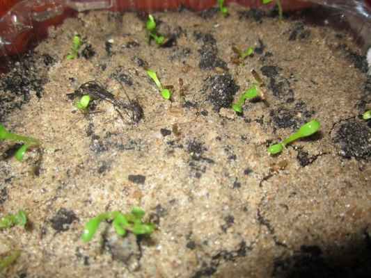 Всходы семян Пиретрума Девичьего