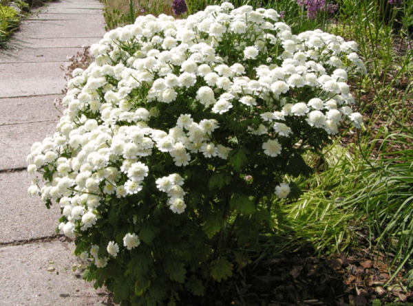 Девичья ромашка светолюбива, но прекрасно растет в полутени
