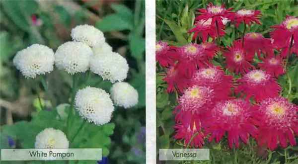 Пиретрум щитковый