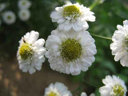 Пиретрум Девичий