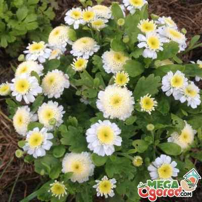 Посадка и размножение