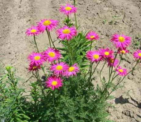 Пиретрум розовый