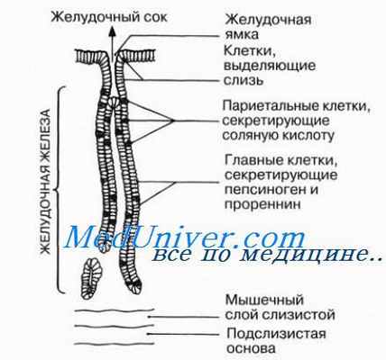 Пищевод. Перистальтика. Желудок.