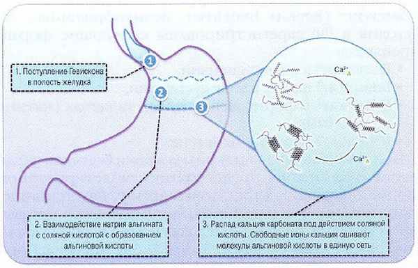 Механизм действия препарата Гавискон форте