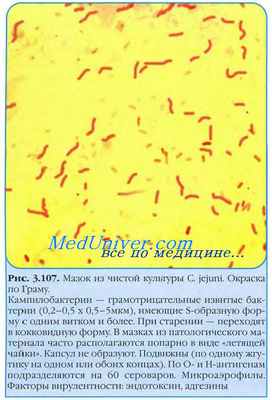 Campylobacter jejuni