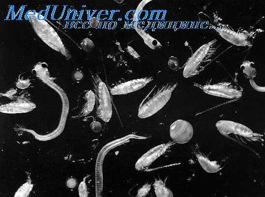 диатомный планктон