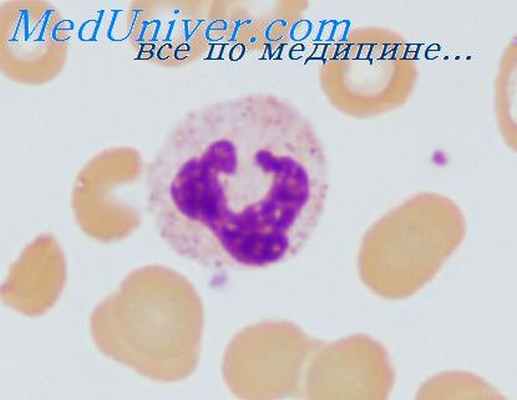 пищевые аллергены