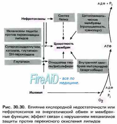Почечная недостаточность. Острая почечная недостаточность. Олигурия. Анурия. Полиурия. Нефротоксины.