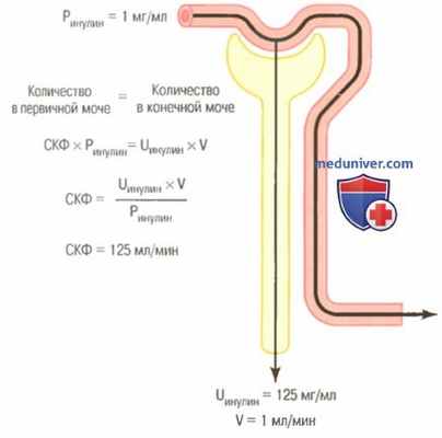 Почечный клиренс. Клиренс инулина