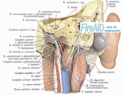 подъязычный нерв