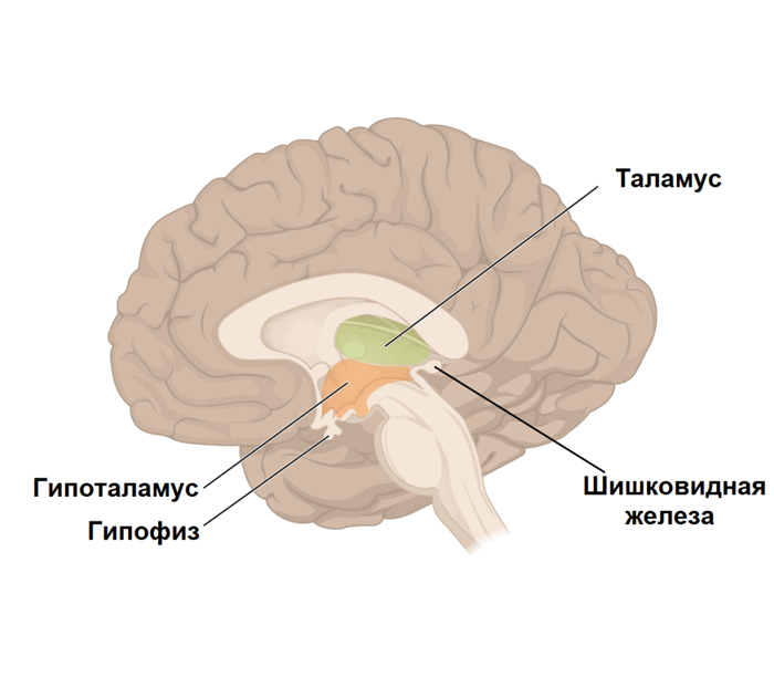Гипоталамус и гипофиз.png