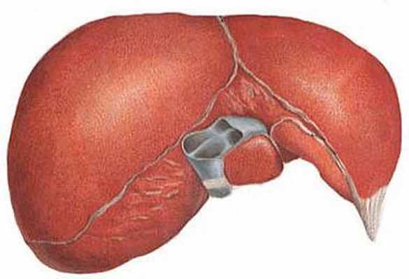 Узнаем что находится в правом боку у человека и почему болит?