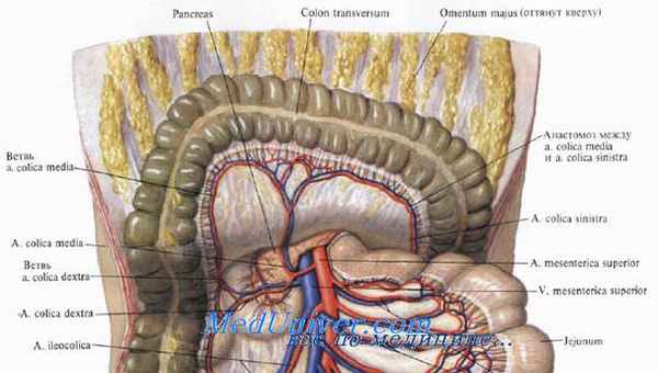 Поперечная ободочная кишка. Топография поперечной ободочной кишки. Кровоснабжение поперечной ободочной кишки