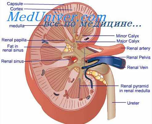 поражение почек