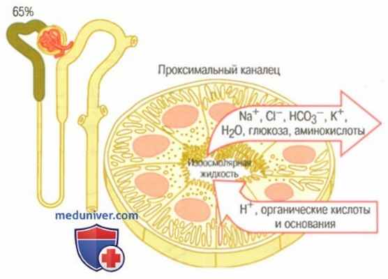 Реабсорбция и секреция в нефронах. Реабсорбция в проксимальном канальце