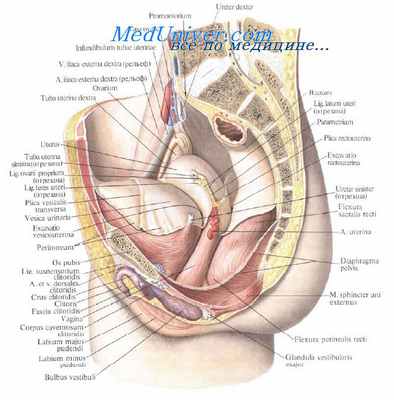 Топография влагалища