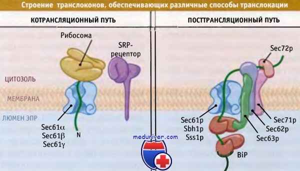 Строение транслоконов