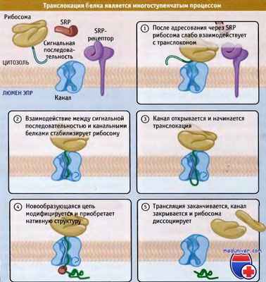 Транслокация белка