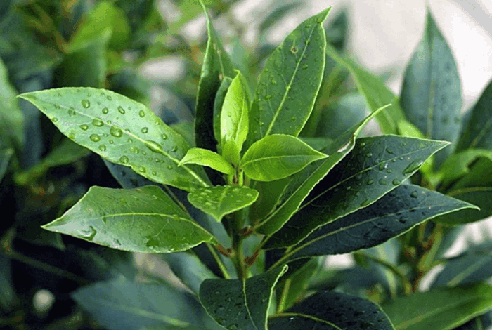 Народные средства