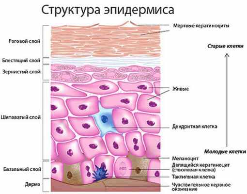 Структура эпидермиса