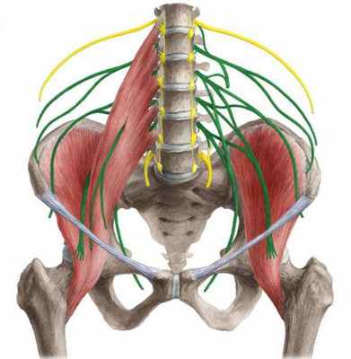 Поясничное сплетение анатомия