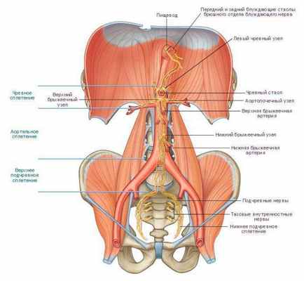 Нервы пояснично крестцового сплетения