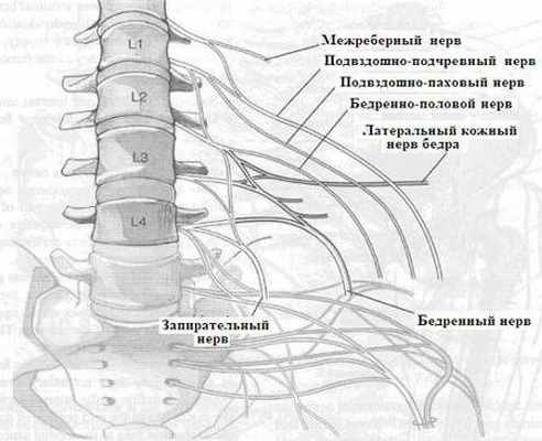 Поясничное сплетение образовано
